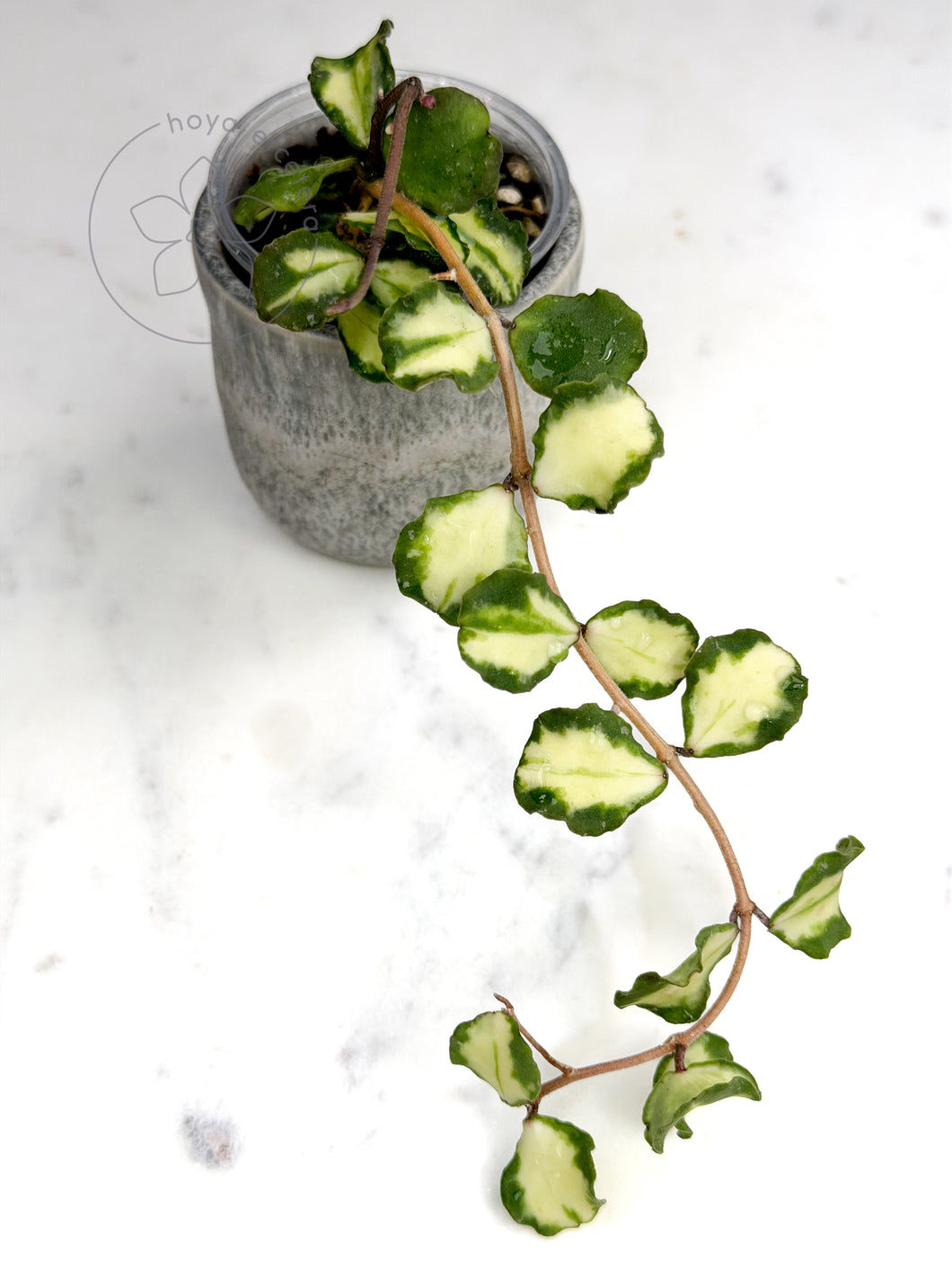 Hoya kanyakumariana (variegated)