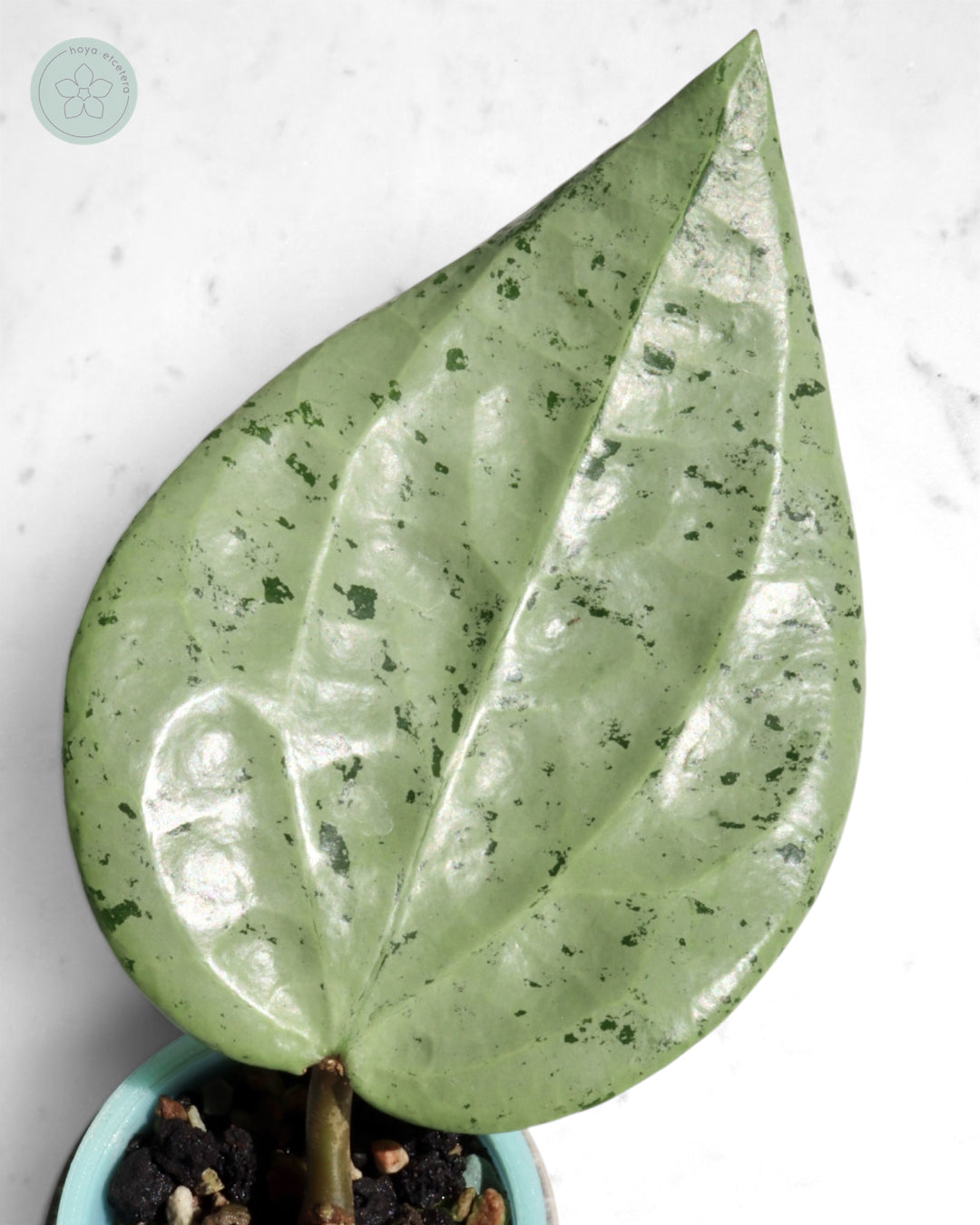 Hoya glabra 'Gin' (silver)