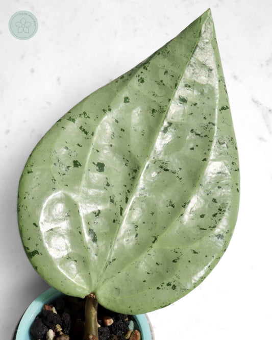 Hoya glabra 'Gin' (silver)