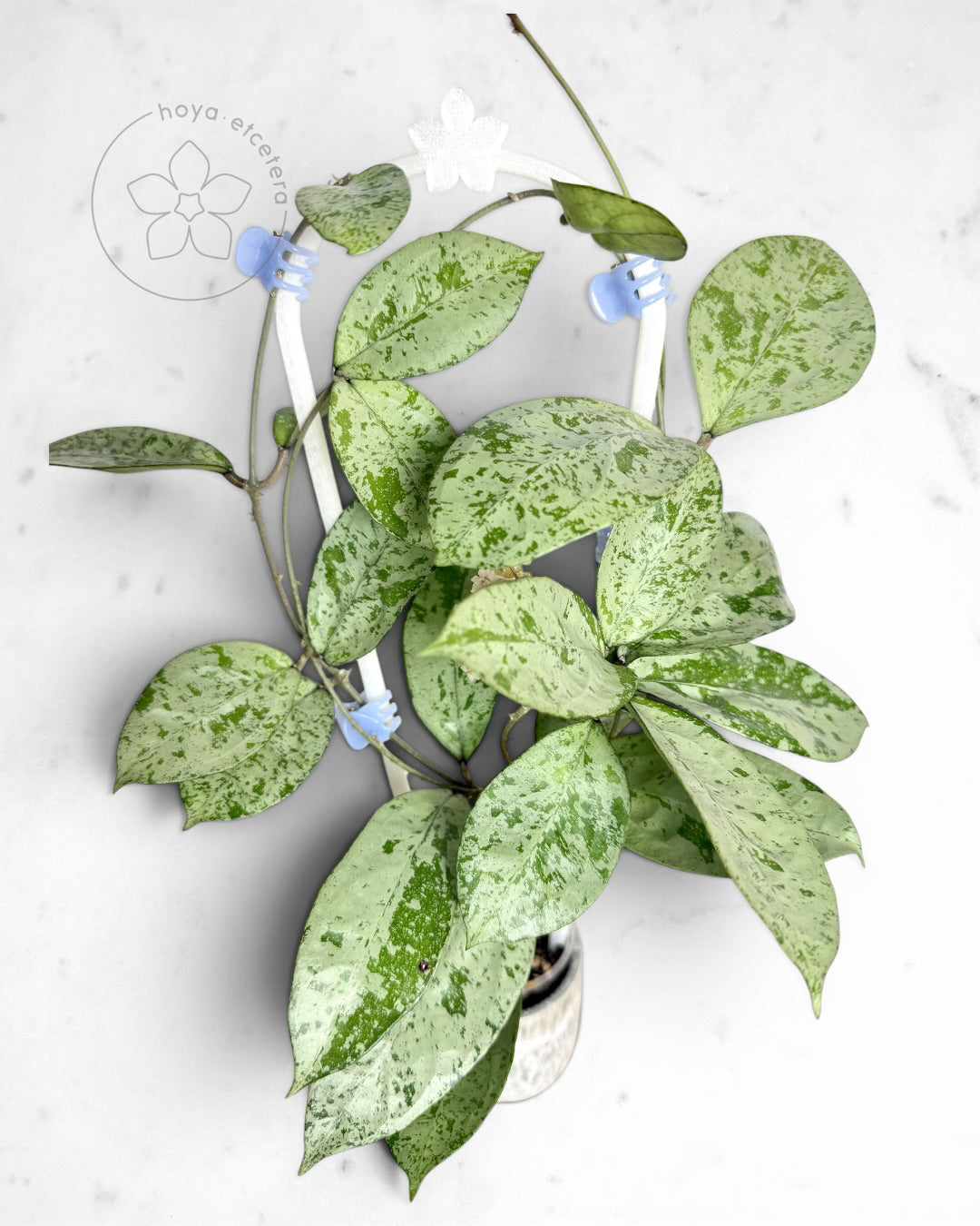 Hoya 'Snowman' with 🌸