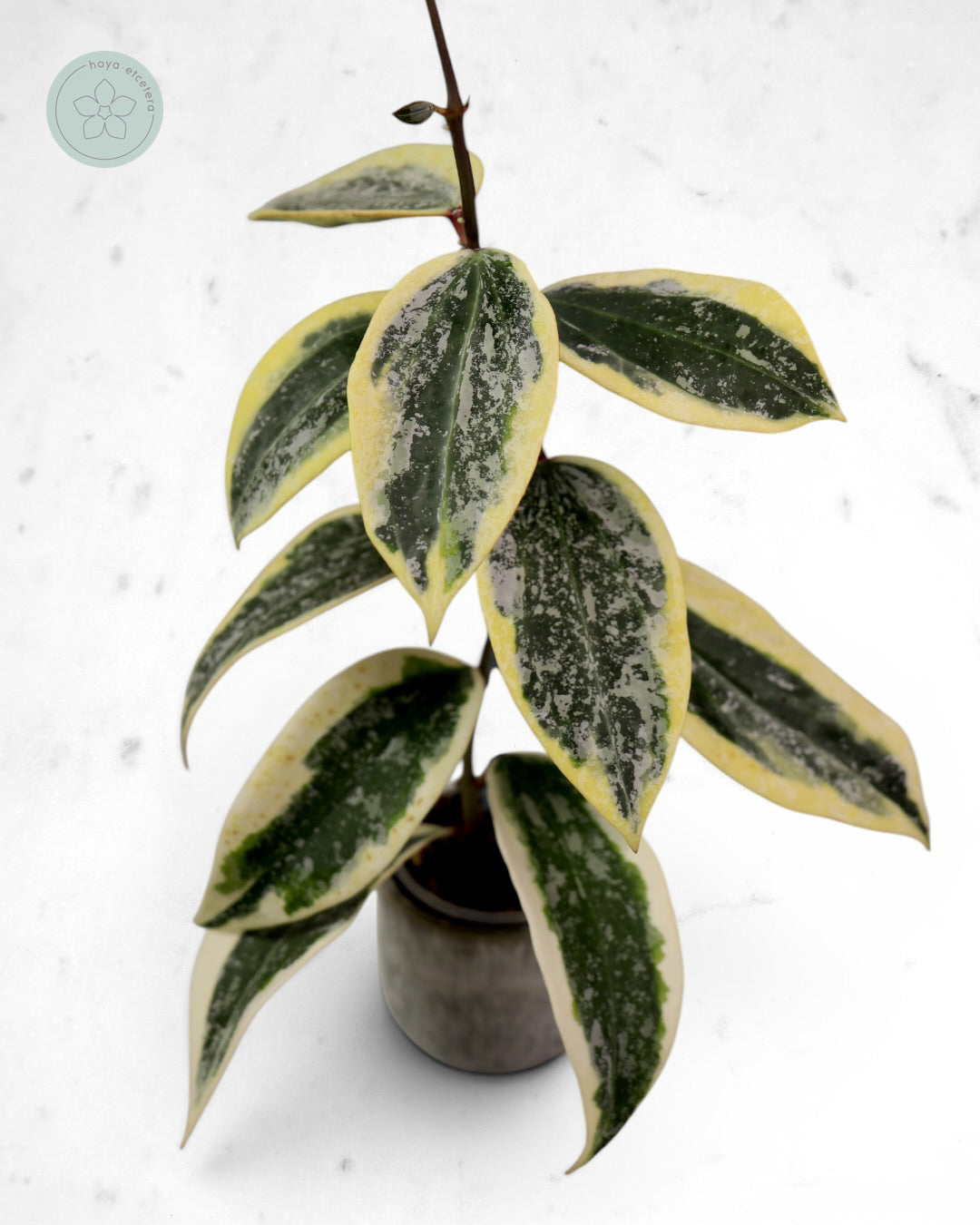 Hoya sp. Rangsan (albo splash)