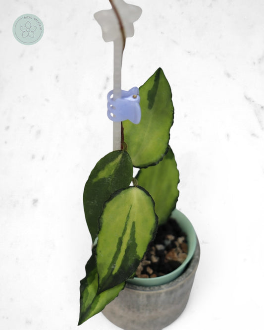 Hoya caudata (variegated)