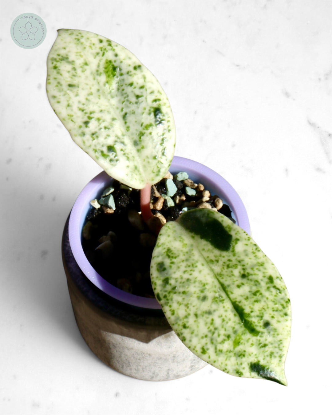 Hoya carnosa 'Madara' (Snow Angel)