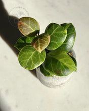 Load image into Gallery viewer, Hoya obscura (albo)
