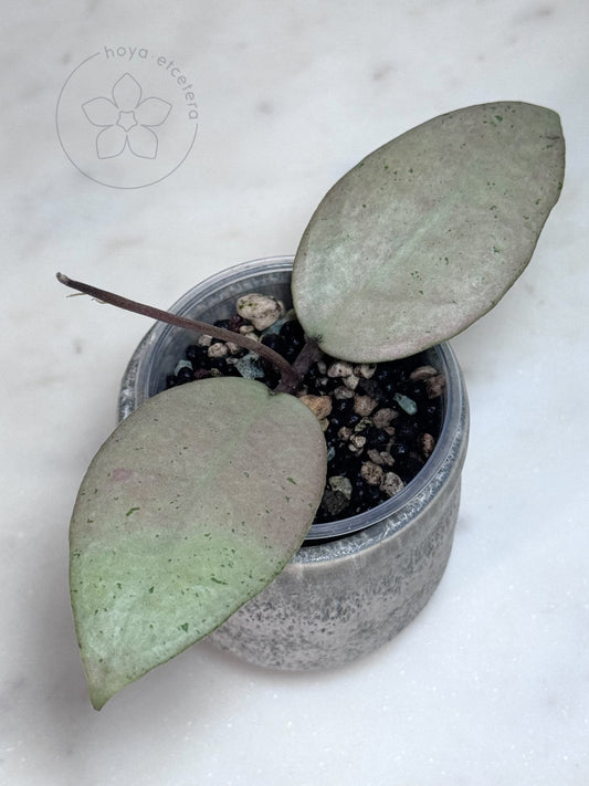 FREE MENAK SOPAL cutting on $500+ orders (code FREE500)