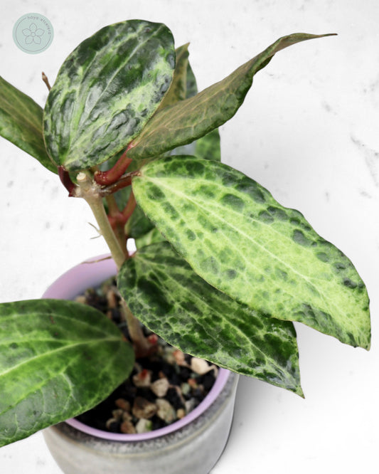 Hoya 'Crocodile'