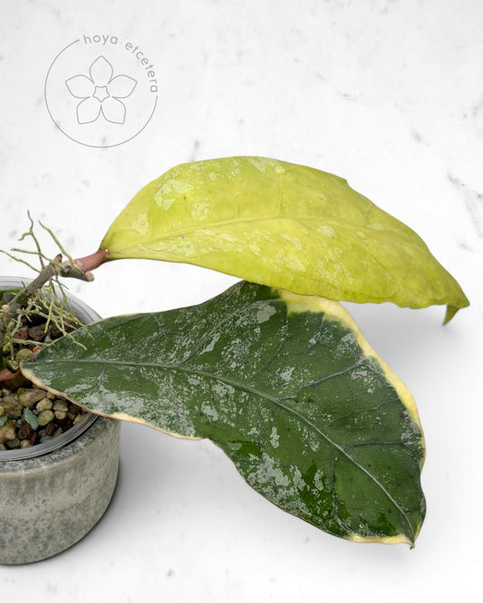 Hoya 'Teddy Bear' (albo)