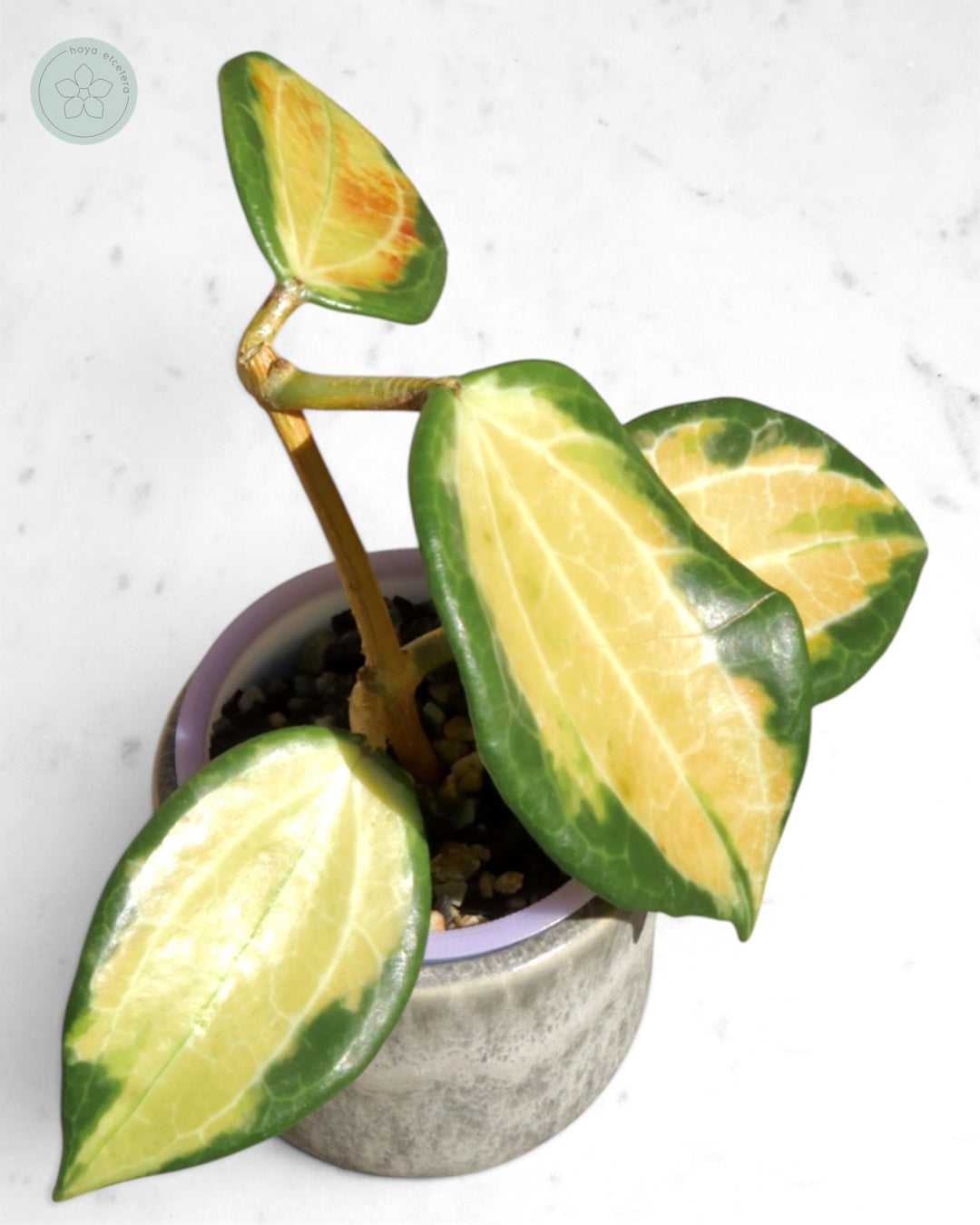 Hoya merrillii (variegated)
