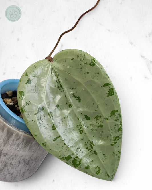 Hoya glabra 'Gin' (silver) 🌱 cutting