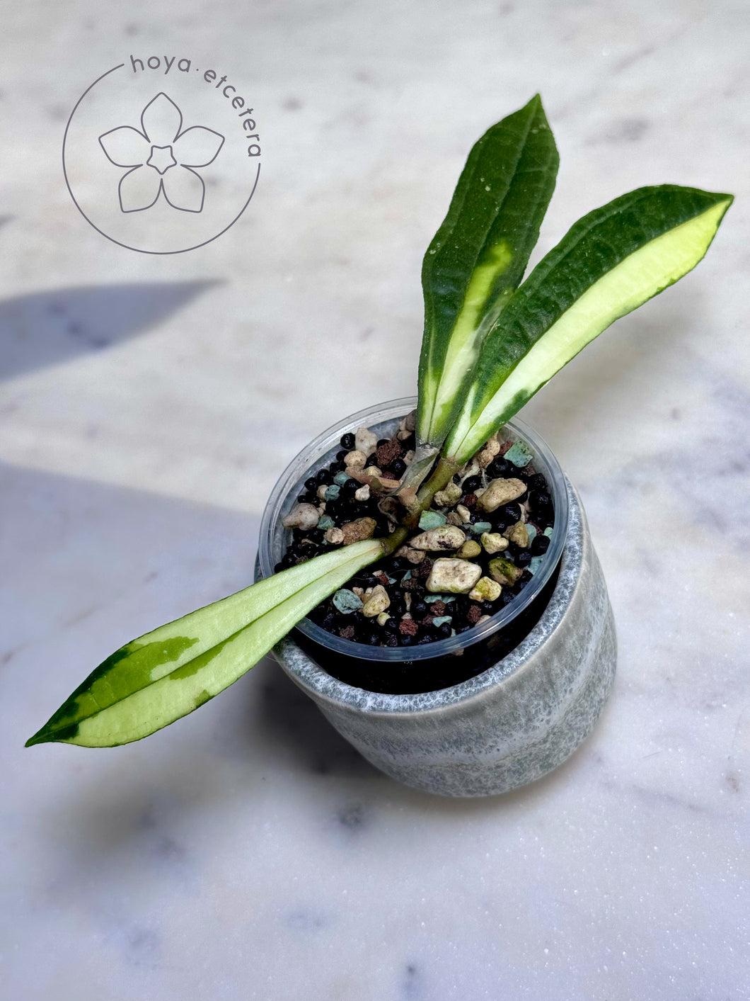 Hoya rigidifolia (inner variegated)