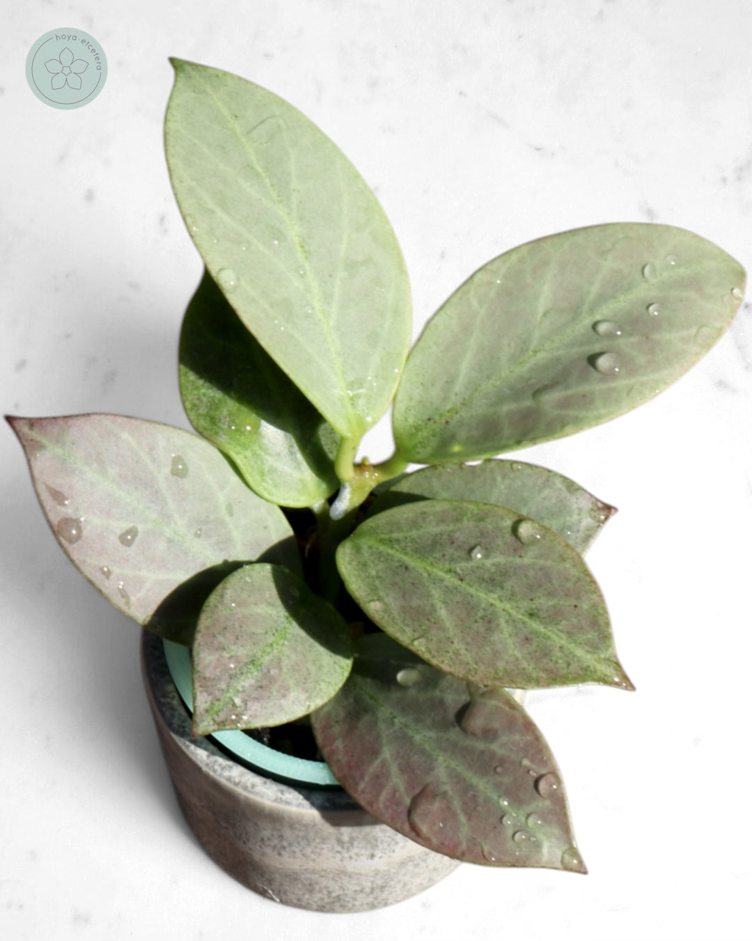 Hoya obscura 'Cryptic Chrome' CML-09-21-A
