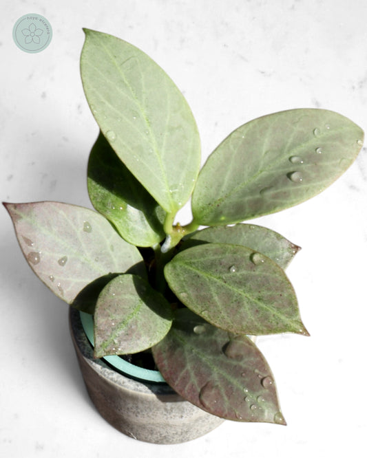 Hoya obscura 'Cryptic Chrome' CML-09-21-A