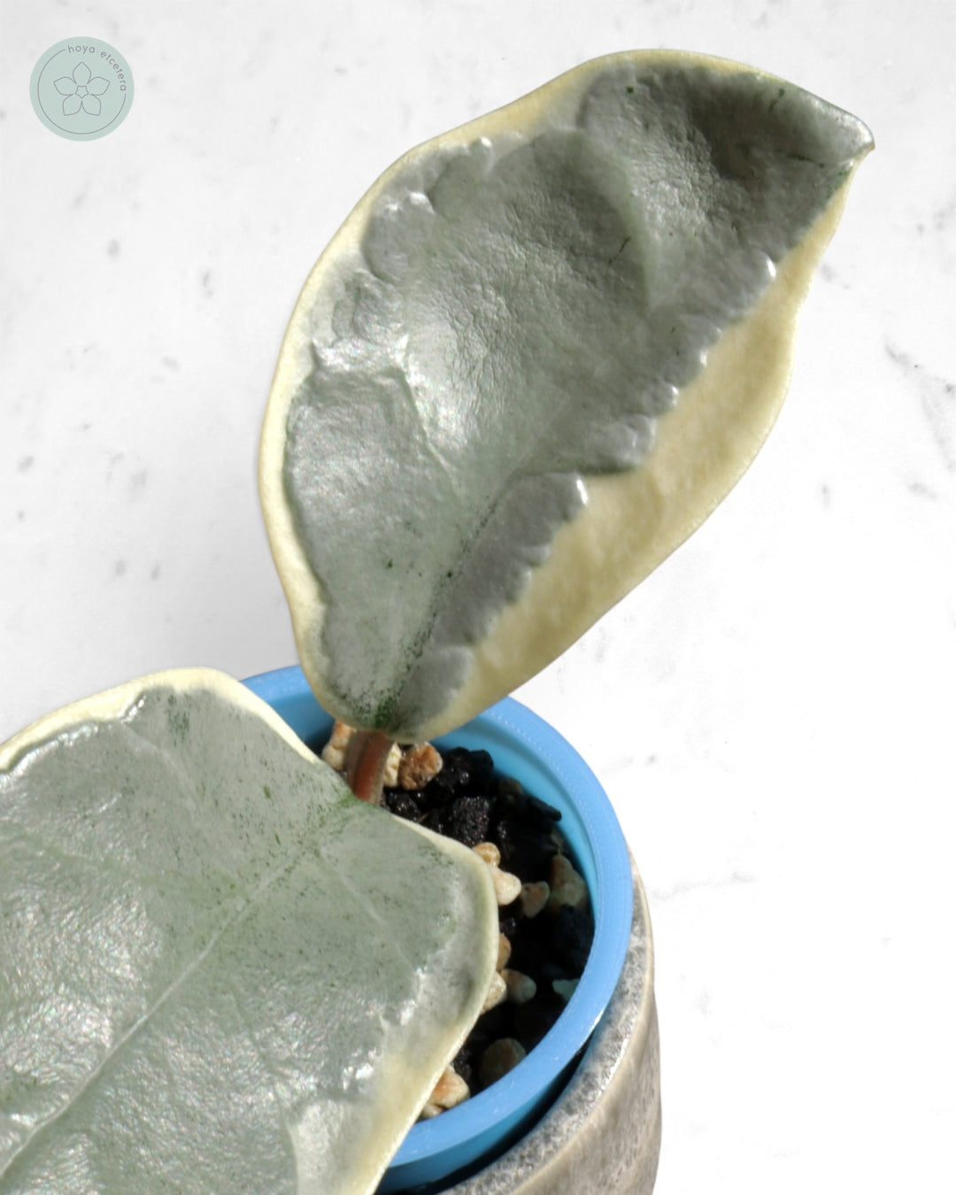 Hoya carnosa 'Argentea Picta'