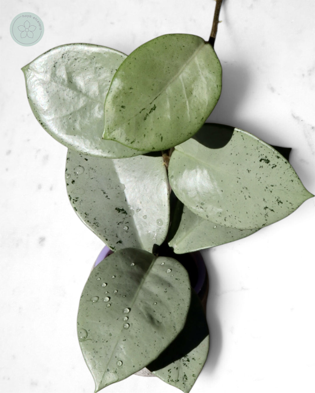 Hoya 'Stardust' (silver)