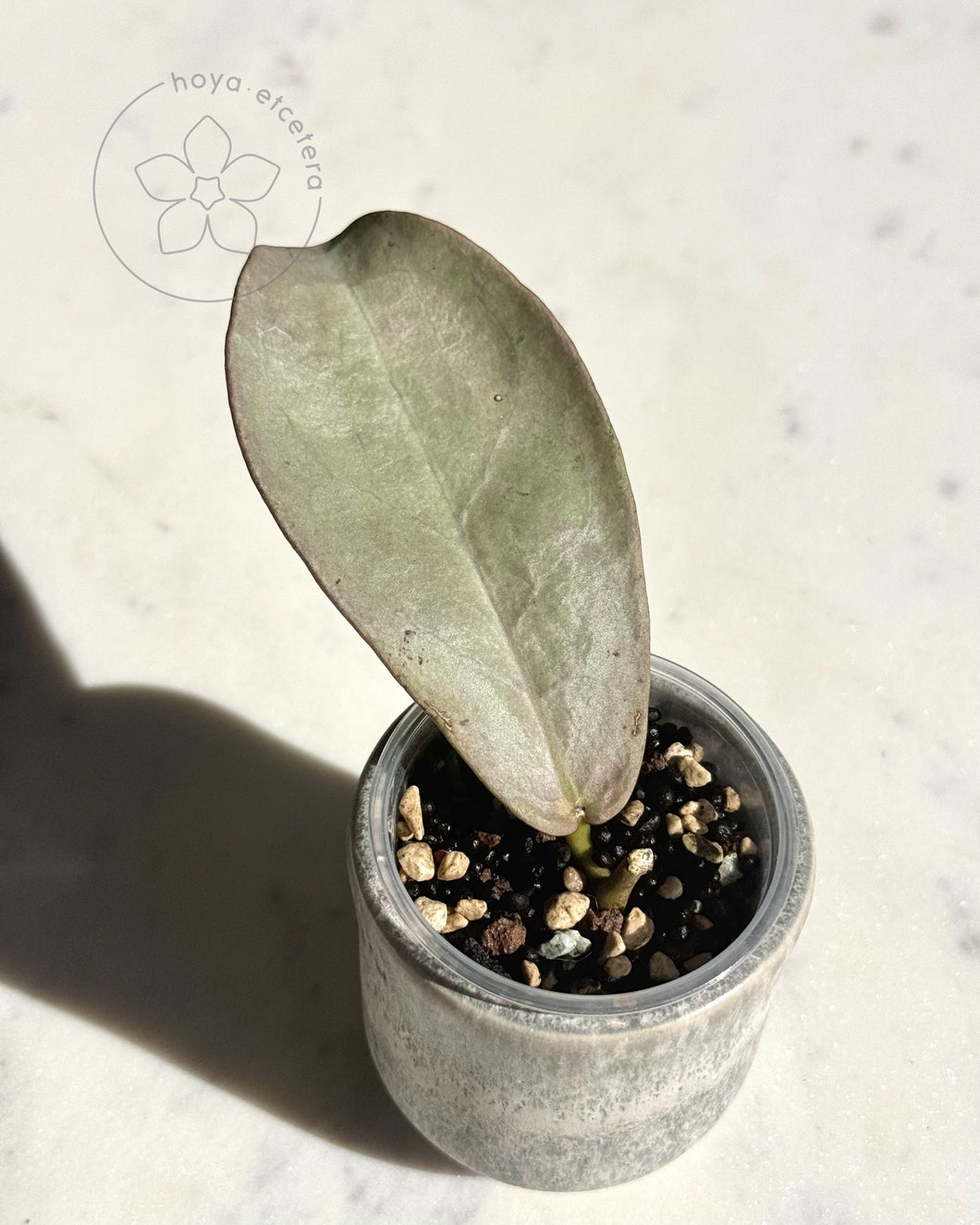 Hoya mitrata (Pearl Gold) 🦄