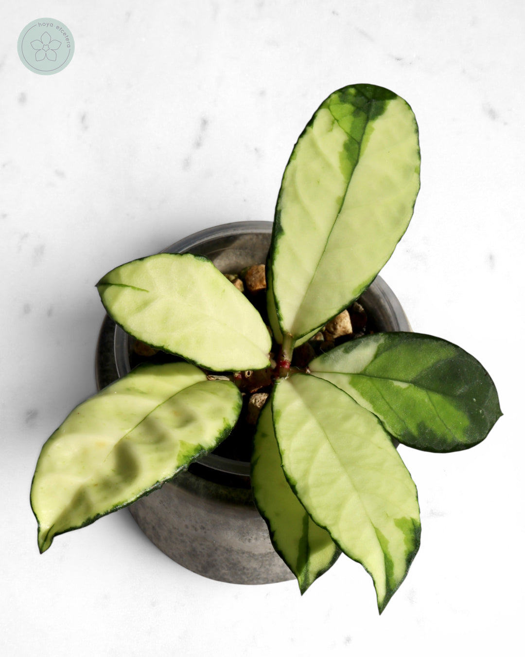 Hoya crassipetiolata (variegated)