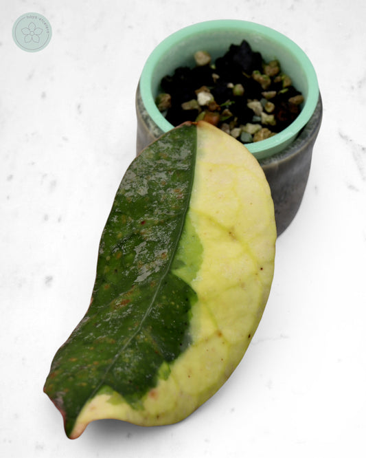 Hoya 'Teddy Bear' (albo)
