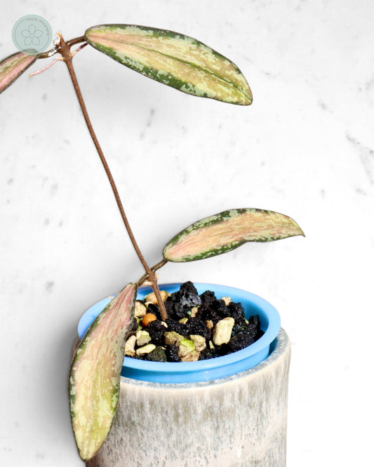 Hoya sigillatis (variegated splash)