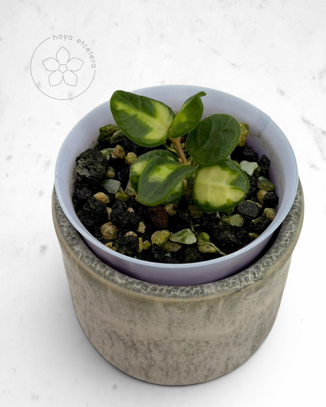 Hoya tengchongensis (variegated)