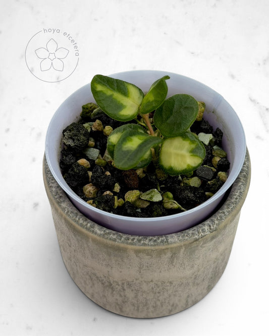 Hoya tengchongensis (variegated)