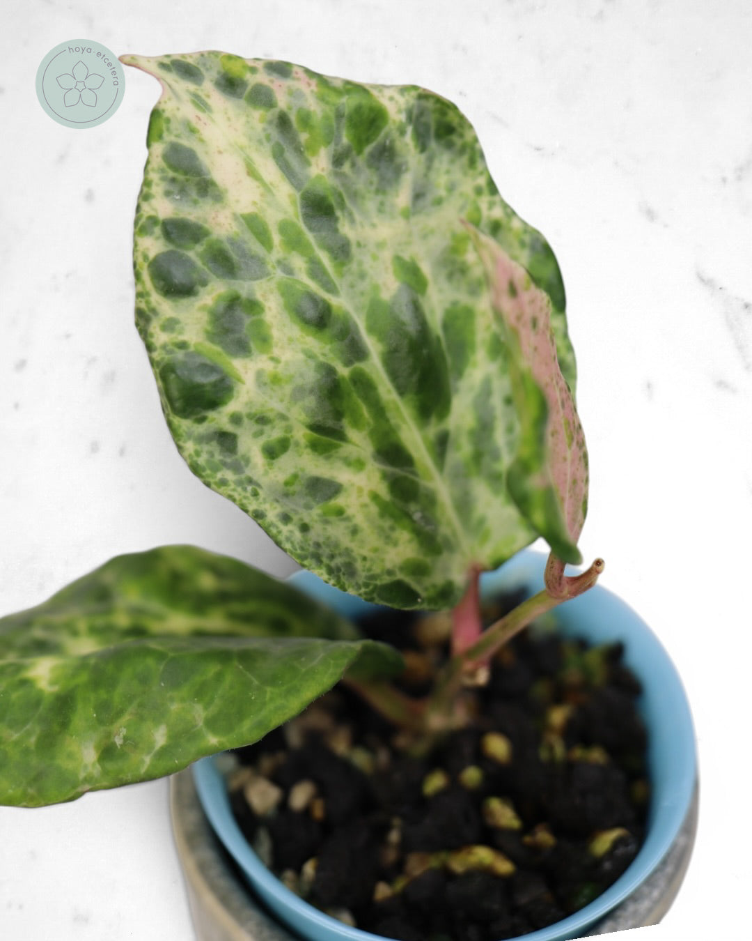 Hoya 'Candy'