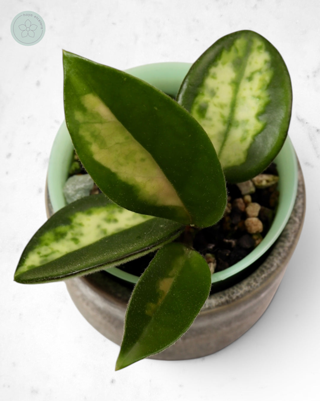 Hoya carnosa 'Madara' (Green Edge)