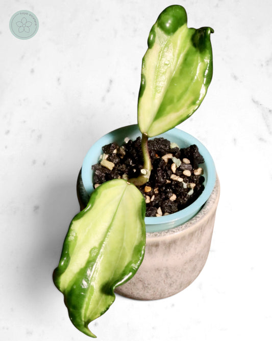 Hoya quinquenervia (variegated)