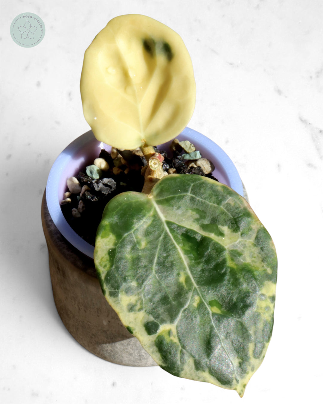 Hoya 'Candy'