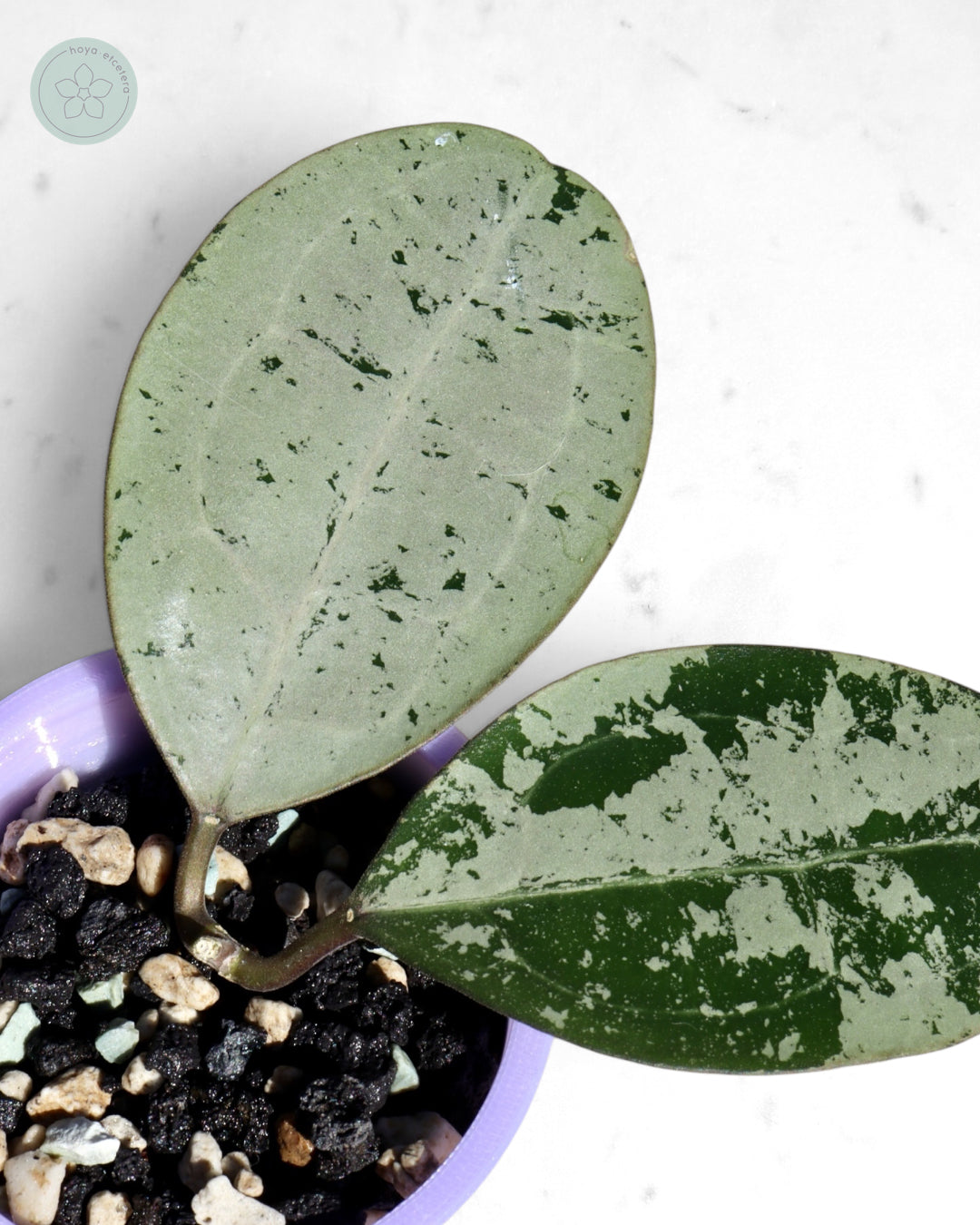 Hoya elliptica (silver)