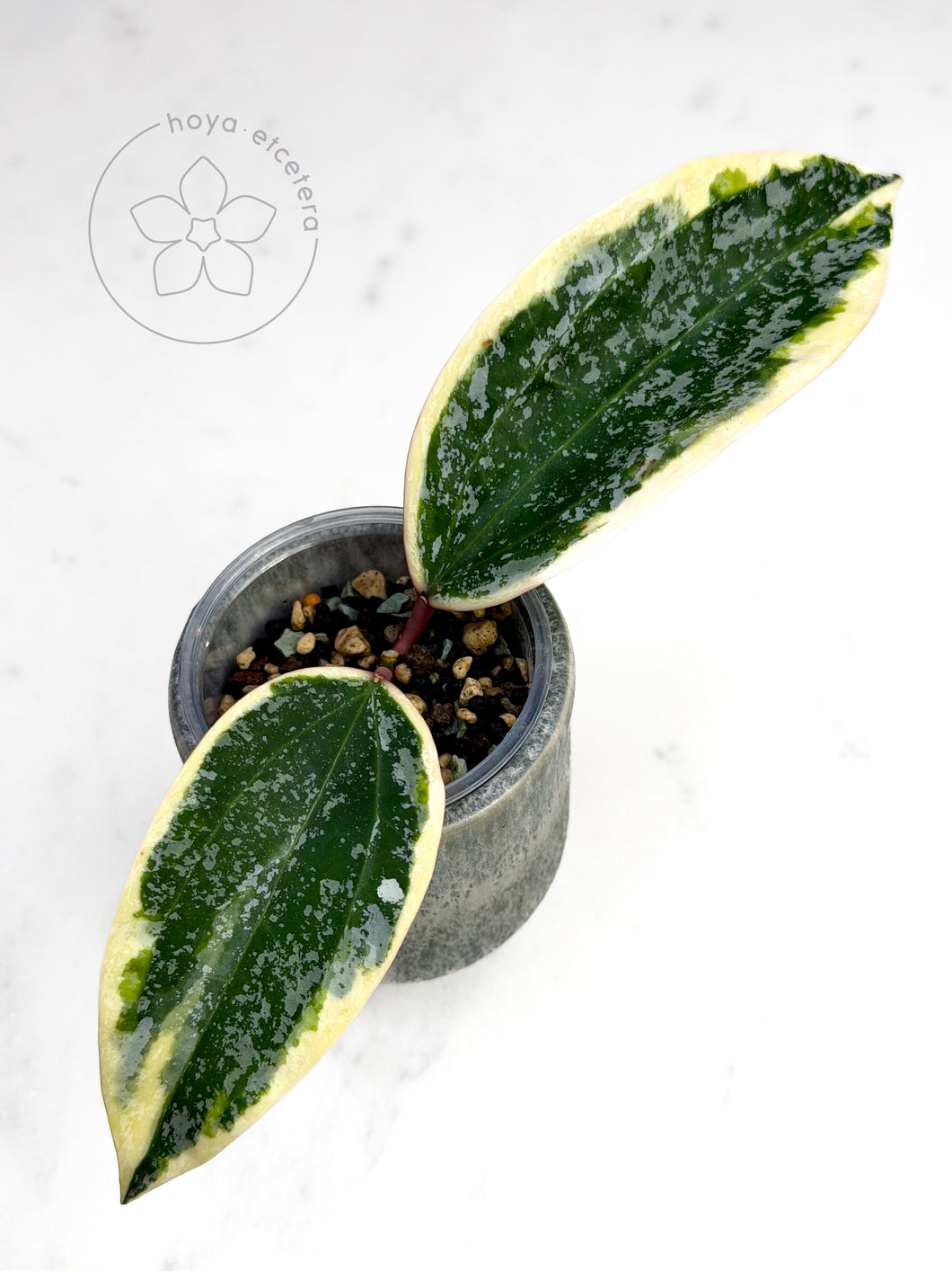 Hoya sp. Rangsan (albo splash) 🦄