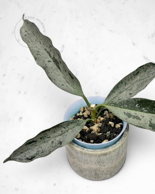 Hoya occultata (silver)