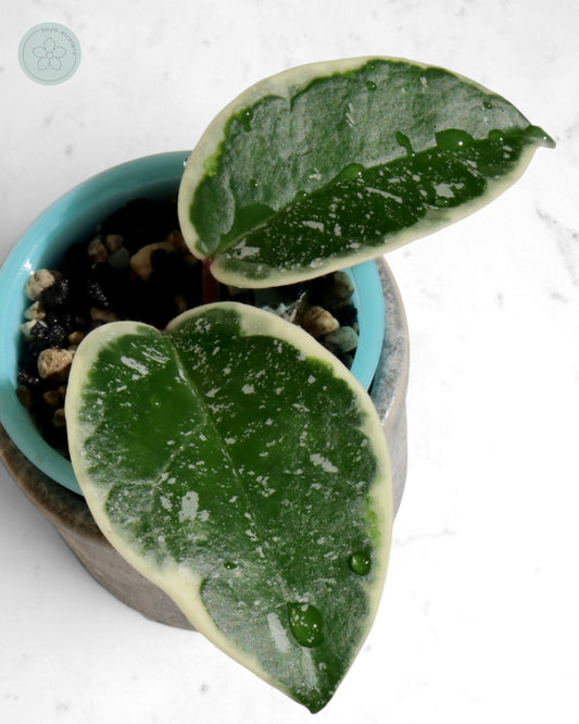 Hoya 'Krimson Queen' (splash)