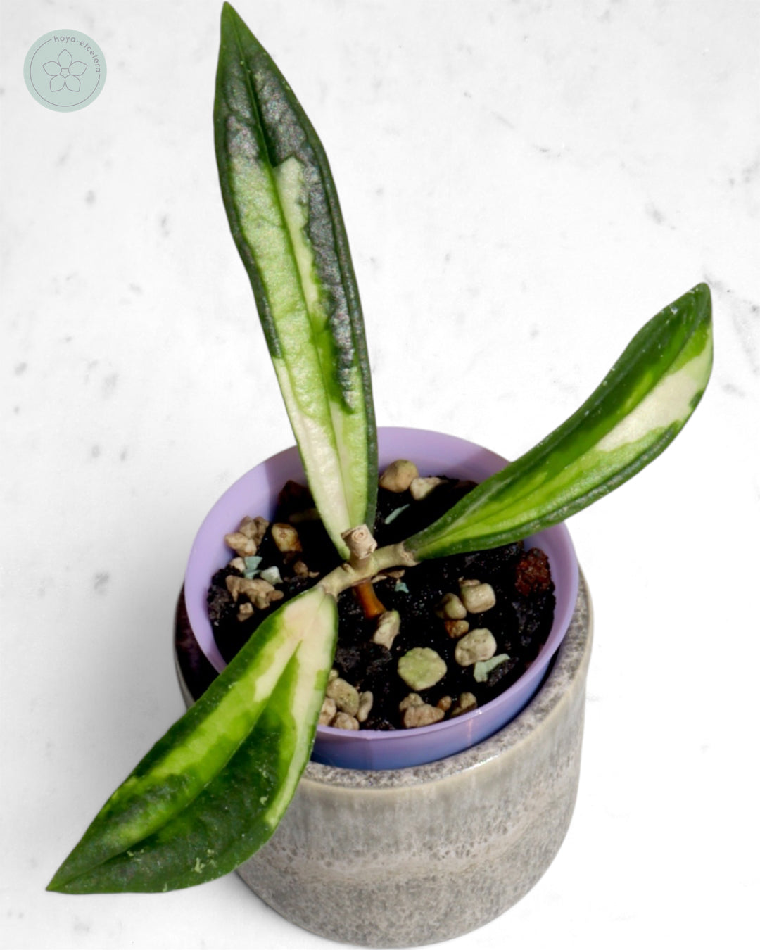 Hoya rigidifolia (variegated)