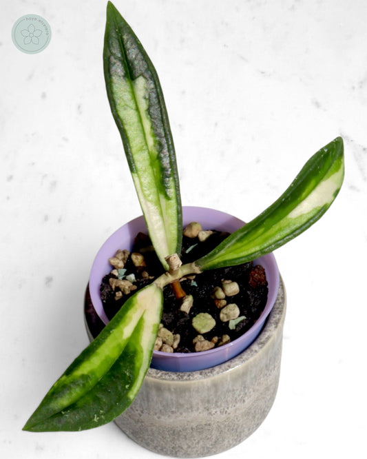 Hoya rigidifolia (variegated)