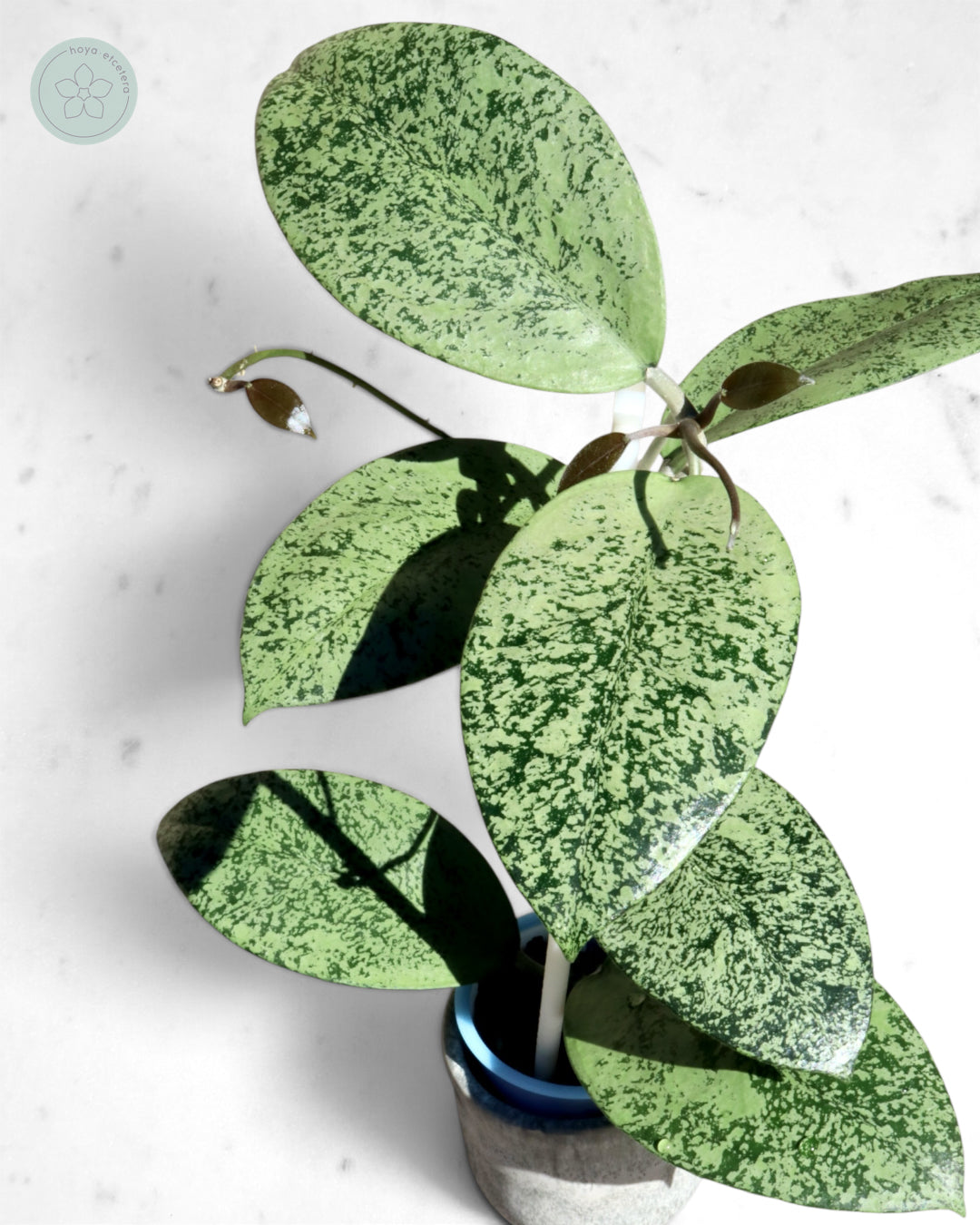 Hoya sp. Ponorogo (silver)