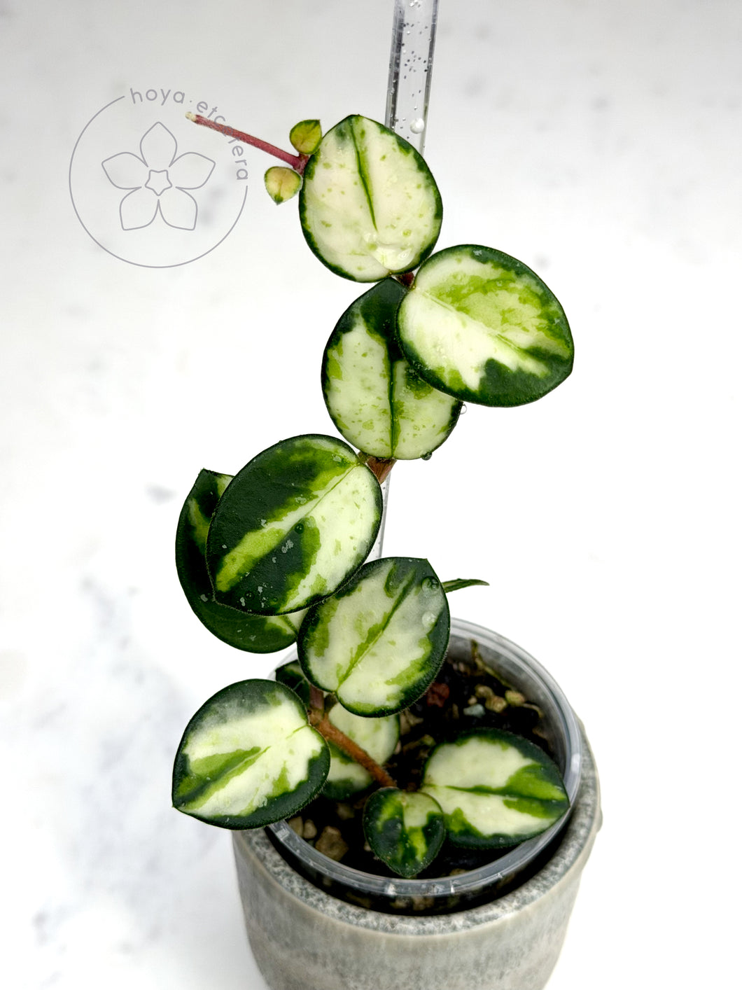 Hoya 'Mathilde' (variegated)