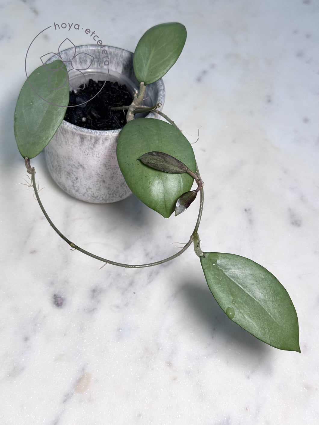 Hoya erythrostemma (silver)