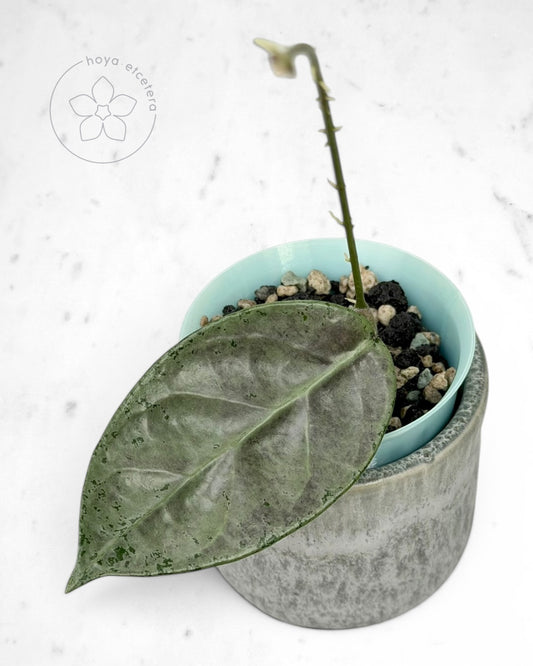 Hoya sp. Lai Chau (silver)
