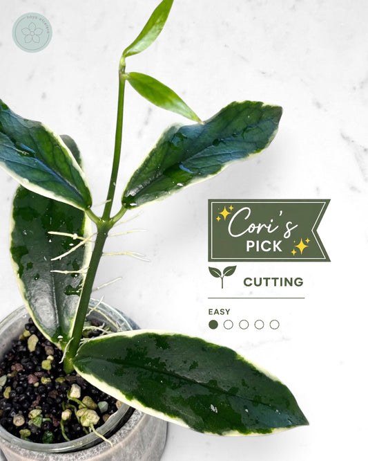 Hoya lobbii (albo)