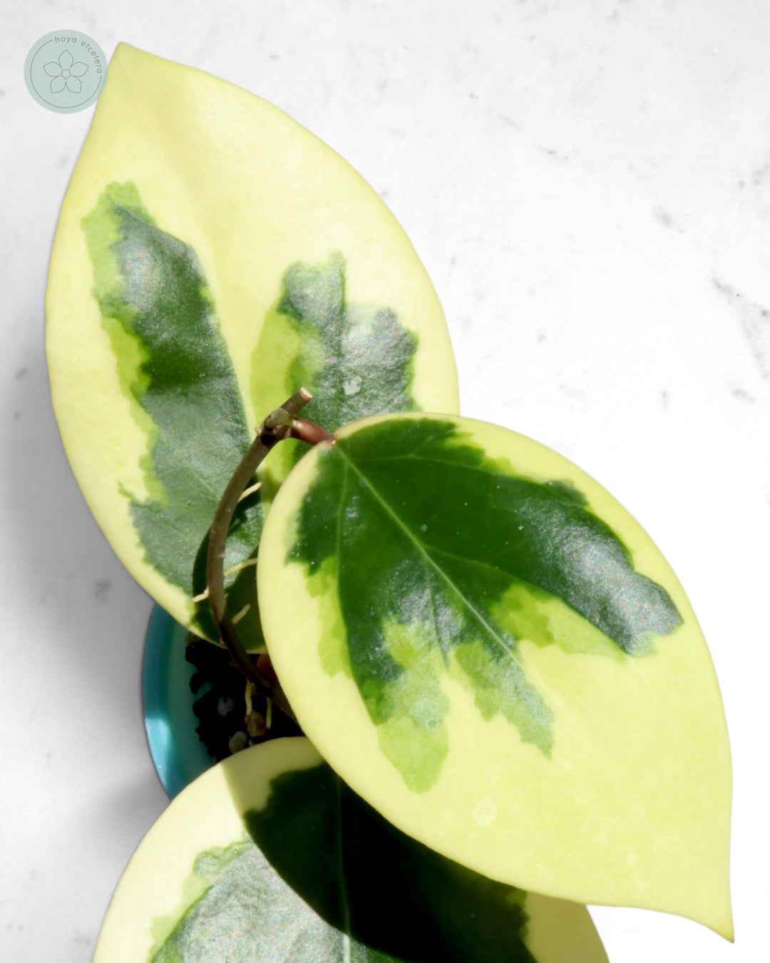 Hoya ilagiorum (albo)