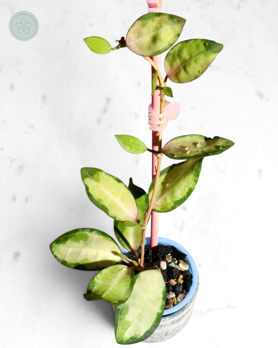 Hoya elliptica (variegated)