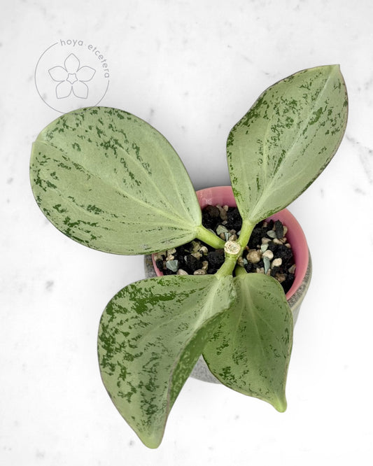 Hoya subquintuplinervis (silver)