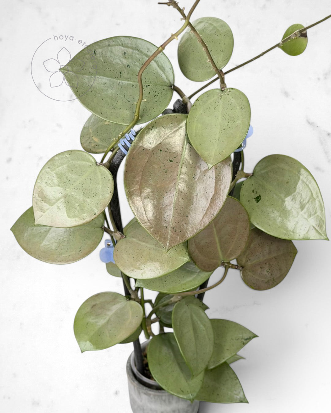 Hoya verticillata (silver heart)