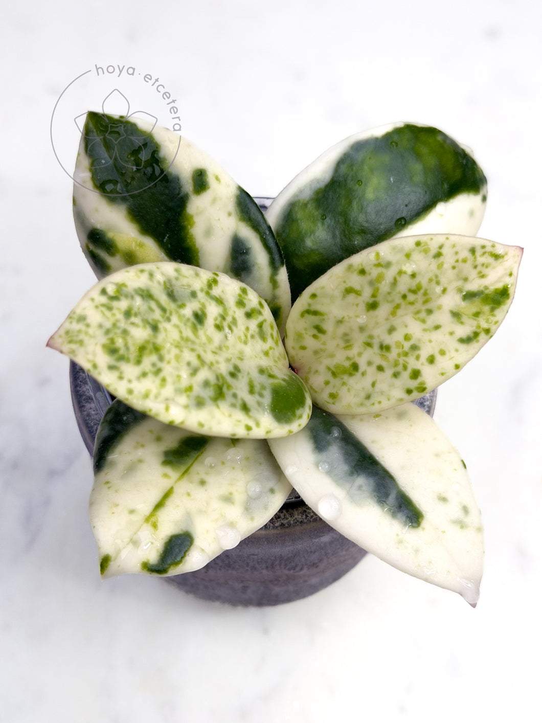 Hoya carnosa 'Madara' (Snow Angel)