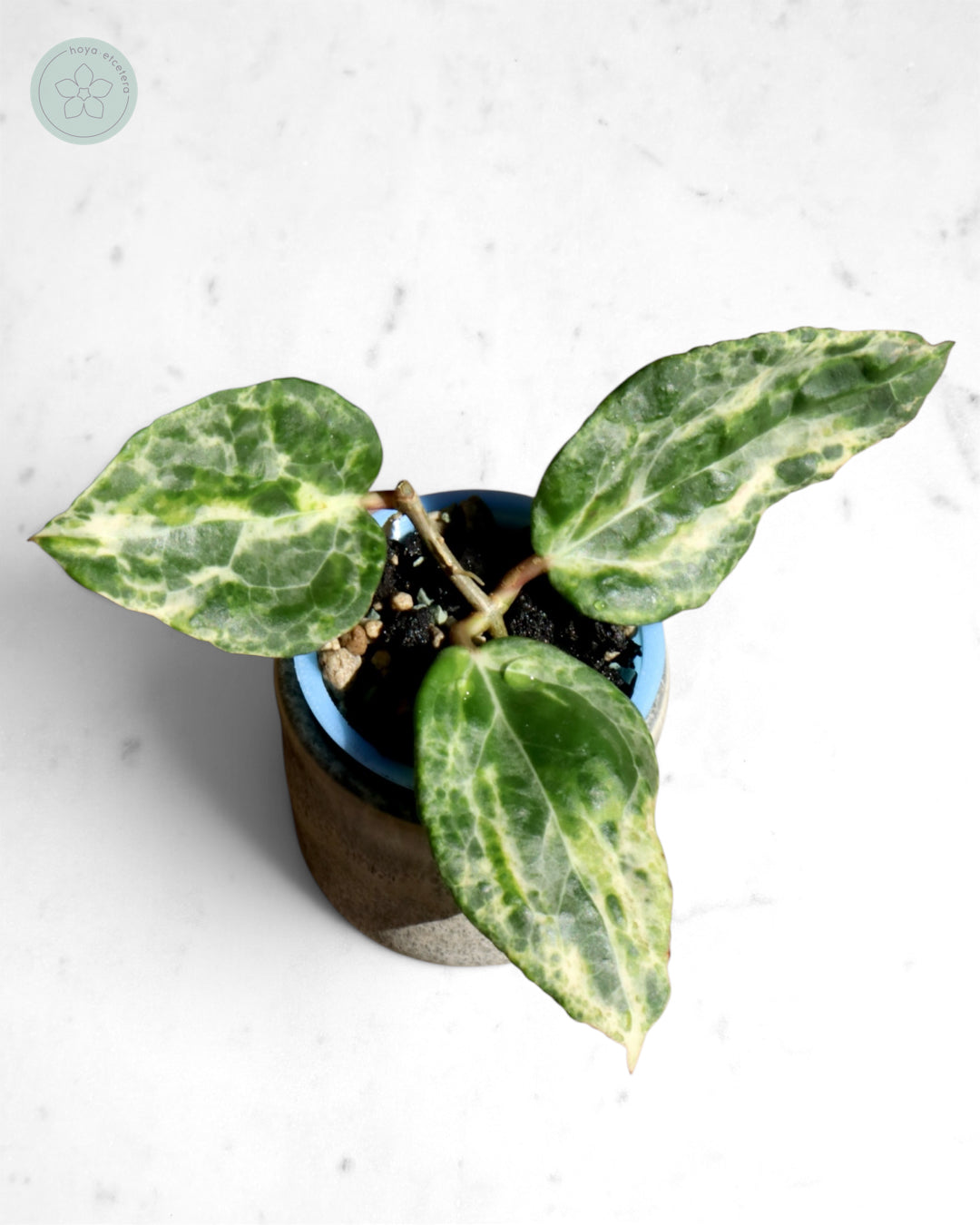 Hoya 'Candy'