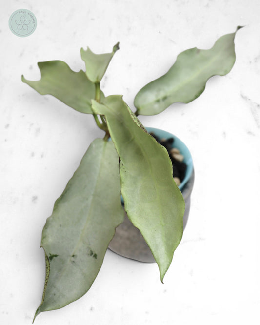 Hoya mitrata (sp. Buntok silver AH clone)