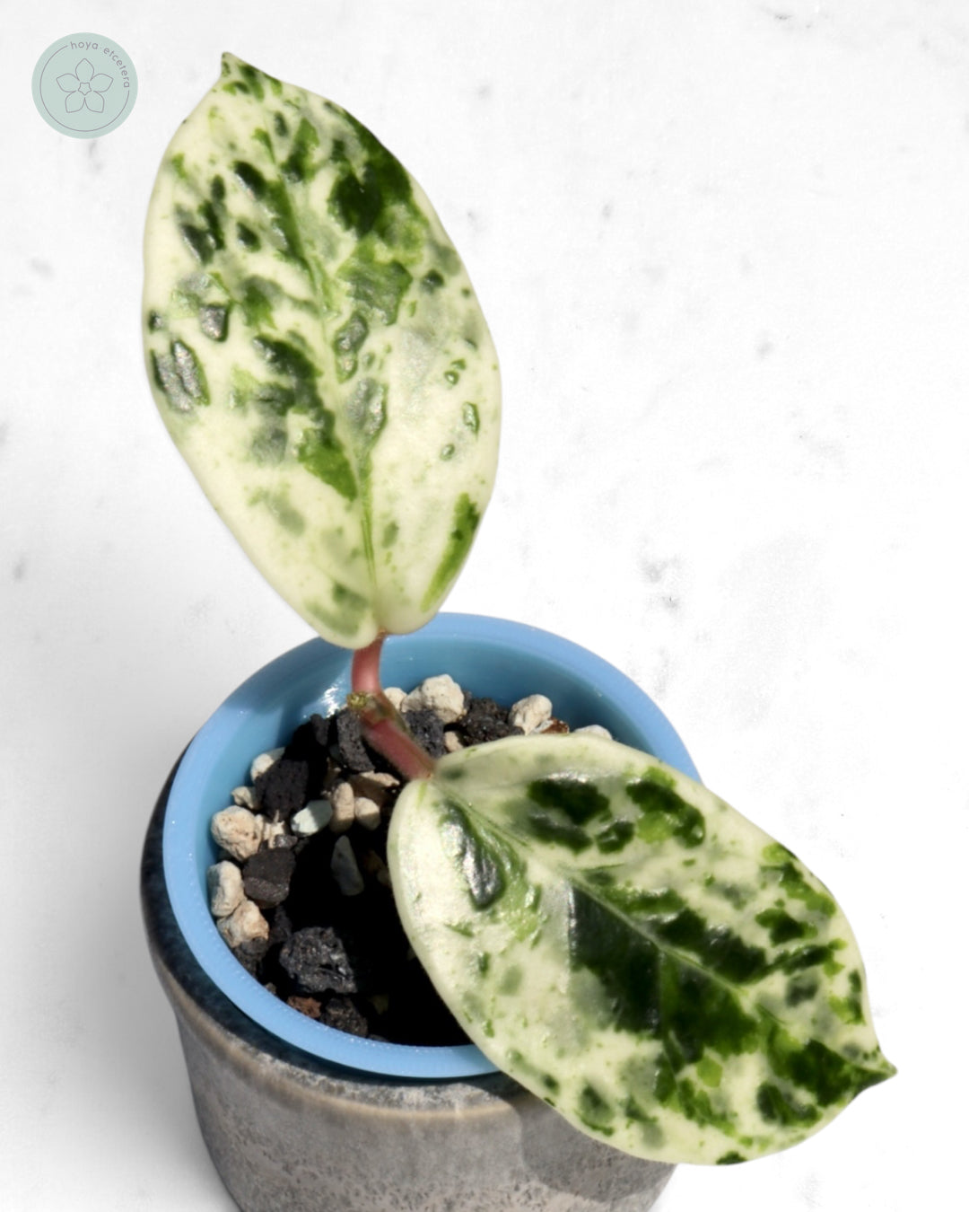 Hoya carnosa 'Madara' (Snow Angel) 🌱 cutting