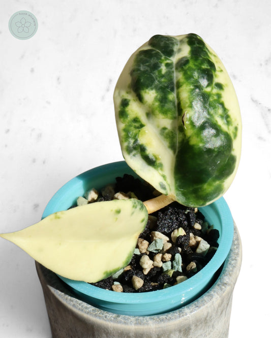 Hoya 'Candy'