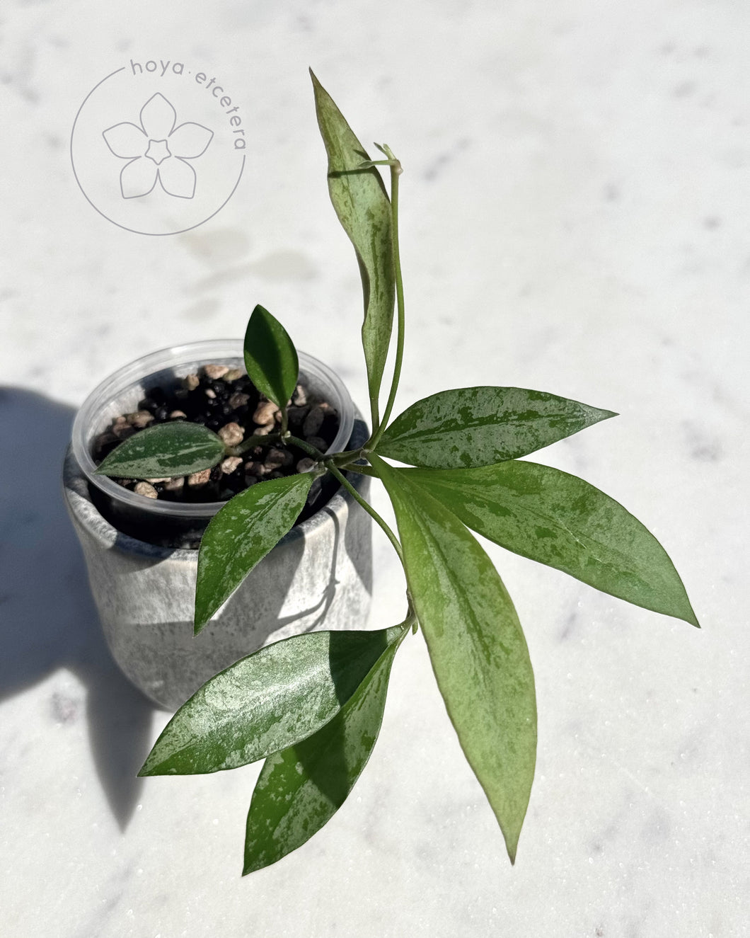Hoya rosita (silver)