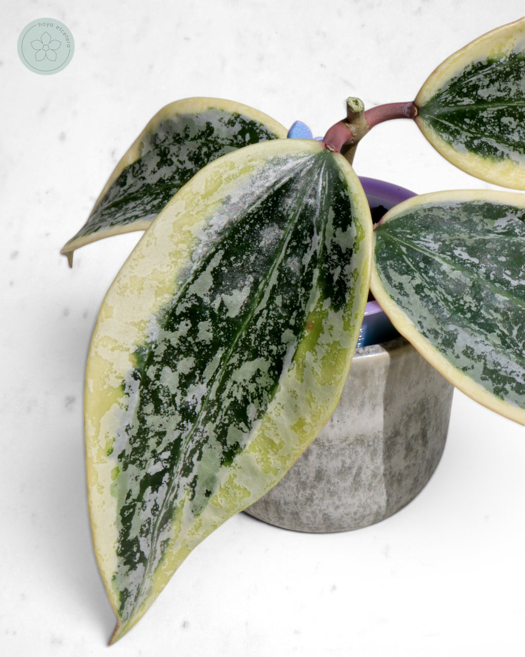 Hoya sp. Rangsan (albo splash) 🌱 cutting